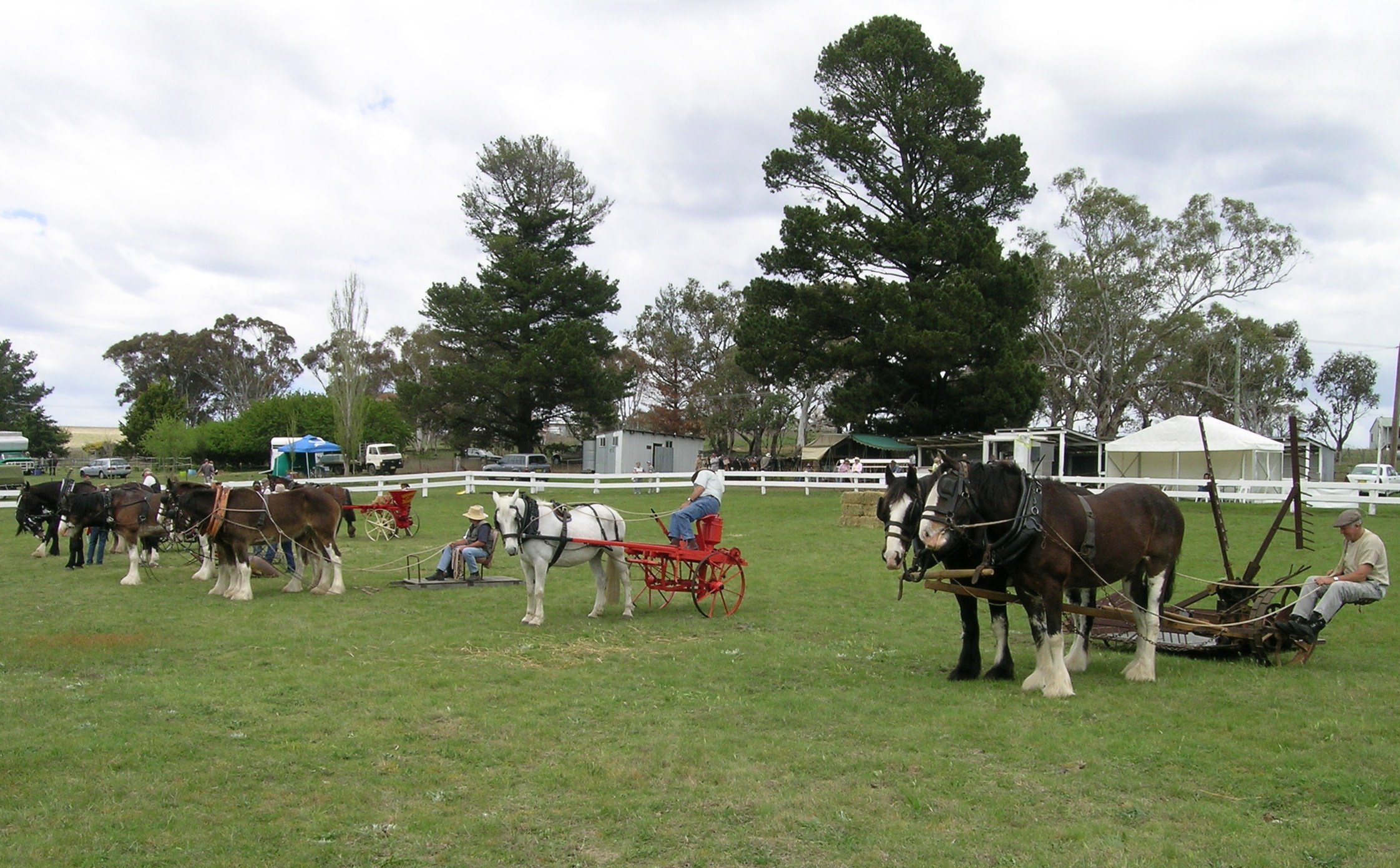 The Australian Draught (image credits: wikimedia)