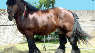 13 Largest Horses in the World