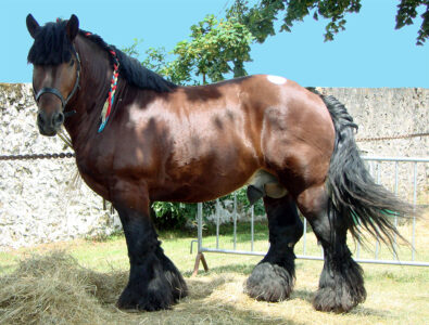 13 Largest Horses in the World