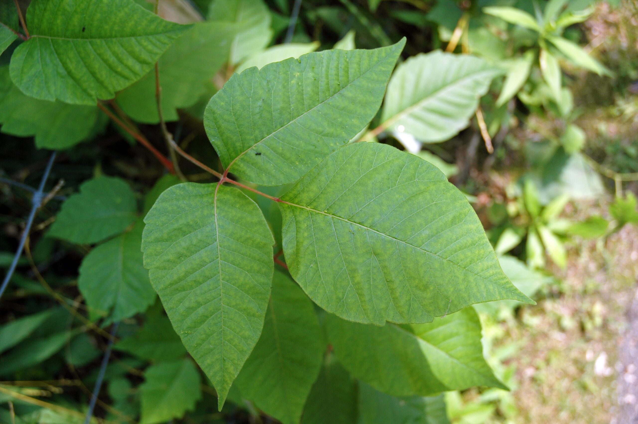 The Science Behind Why Poison Ivy is So Dangerous (image credits: wikimedia)