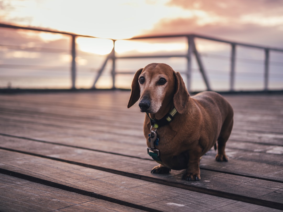 #14 Dachshund (image credits: unsplash)