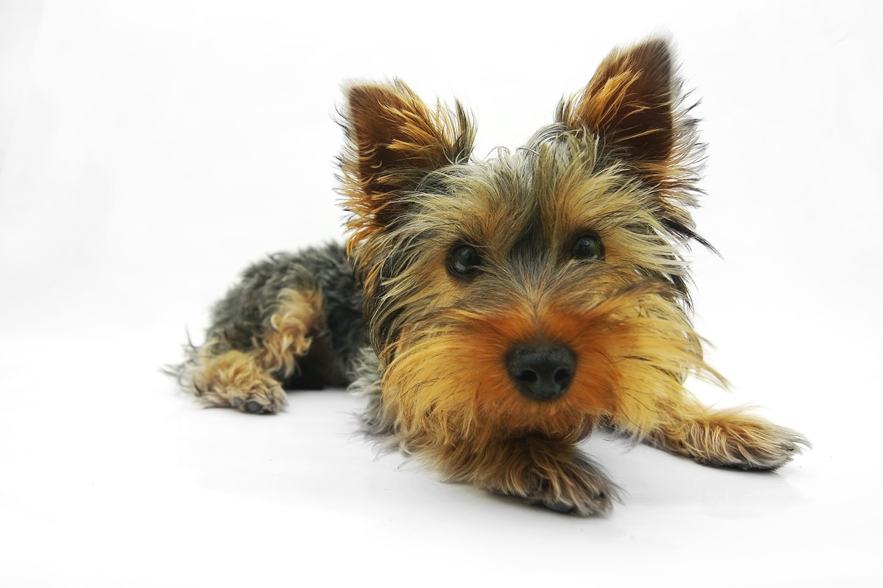 #13 Yorkshire Terrier (image credits: pixabay)