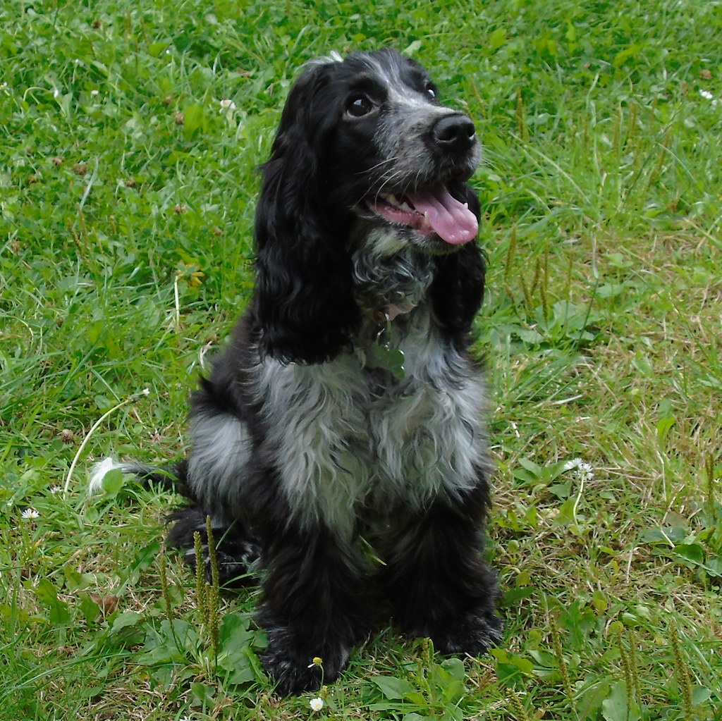 #12 Cocker Spaniel (image credits: flickr)