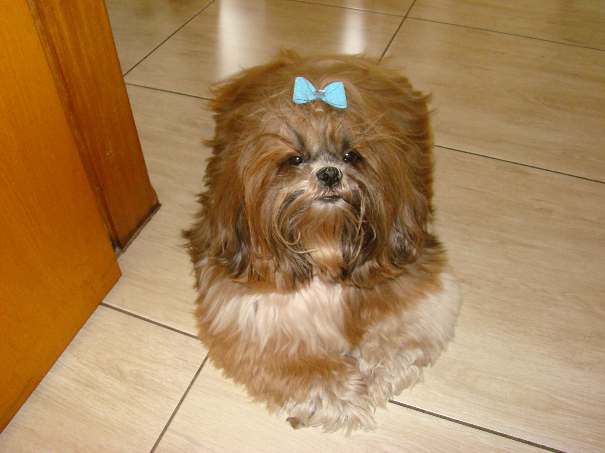 #11 Shih Tzu (image credits: wikimedia)