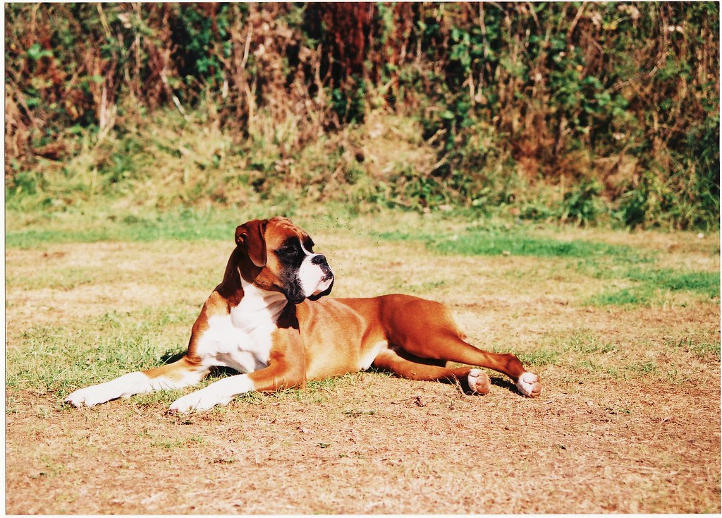 #4 Boxer (image credits: flickr)