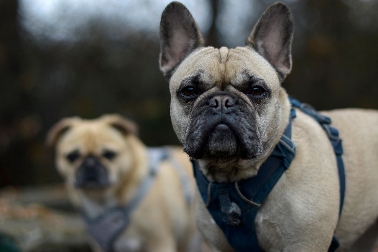 #3 Pug (image credits: pixabay)