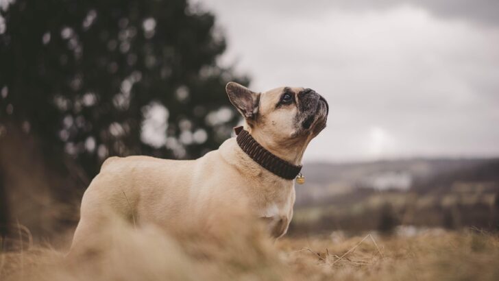 17 Popular Dog Breeds Shelters Are Overwhelmed With Right Now