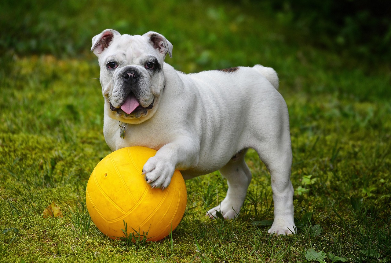 #1 English Bulldog (image credits: pixabay)