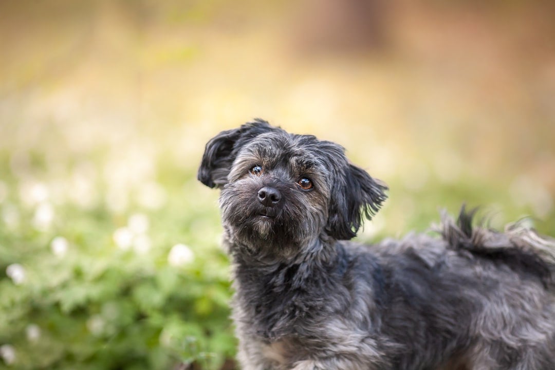 Havanese (image credits: unsplash)