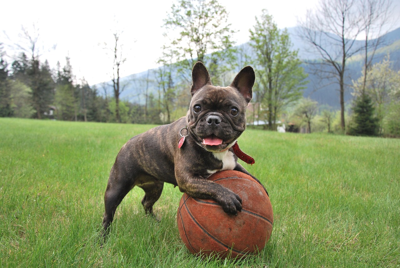 French Bulldog (image credits: pixabay)
