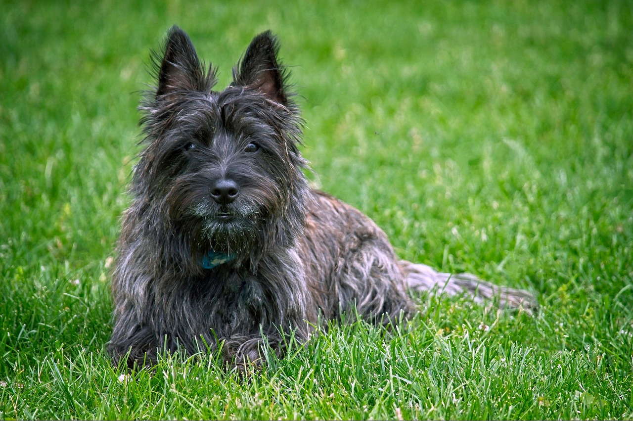 Cairn Terrier (image credits: pixabay)