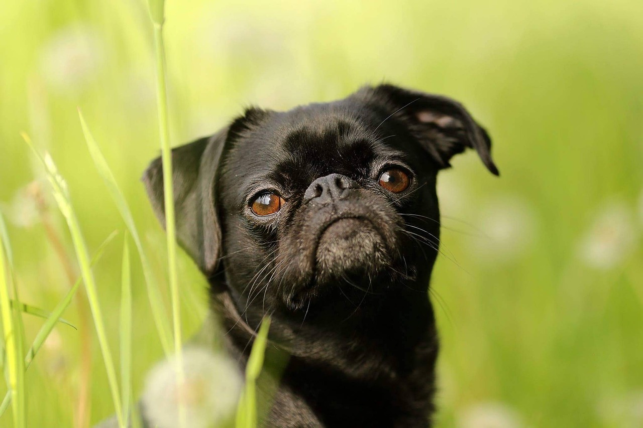 Brussels Griffon (image credits: pixabay)
