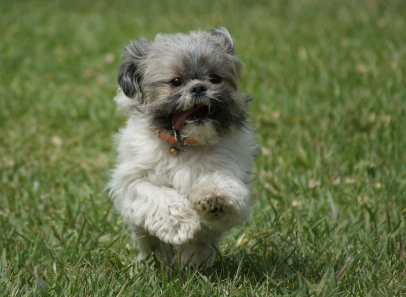 Shih Tzu (image credits: wikimedia)