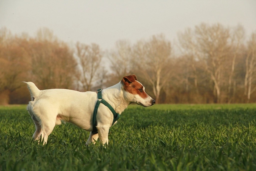 Jack Russell Terrier: The Hyperactive Scholar (image credits: rawpixel)