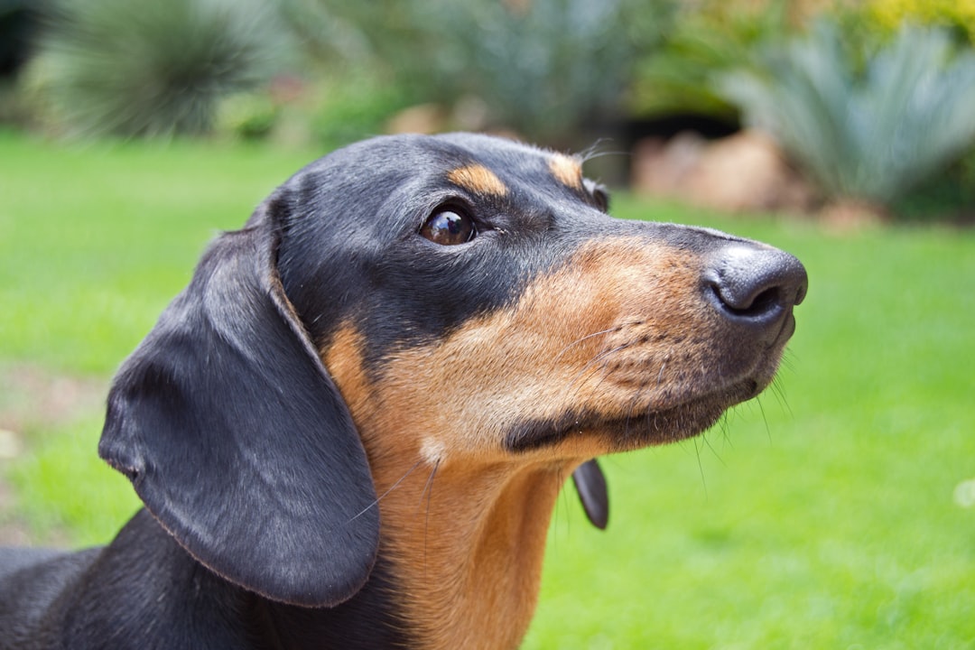 Dachshund: The Stubborn Sausage (image credits: unsplash)
