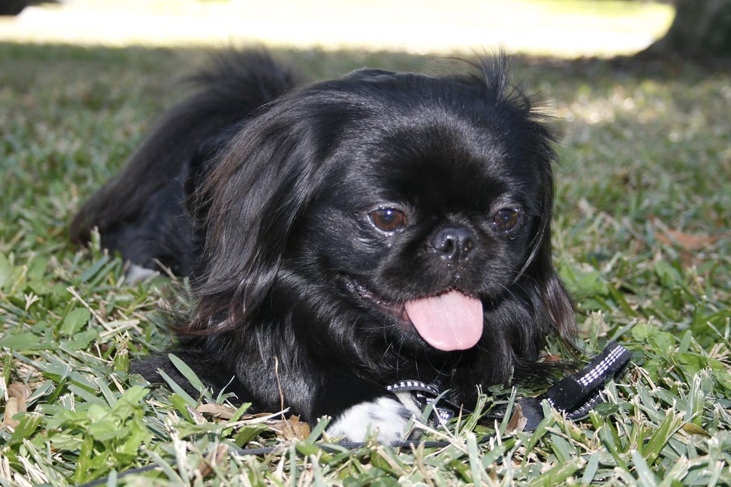 Pekingese: The Imperial Holdout (image credits: flickr)