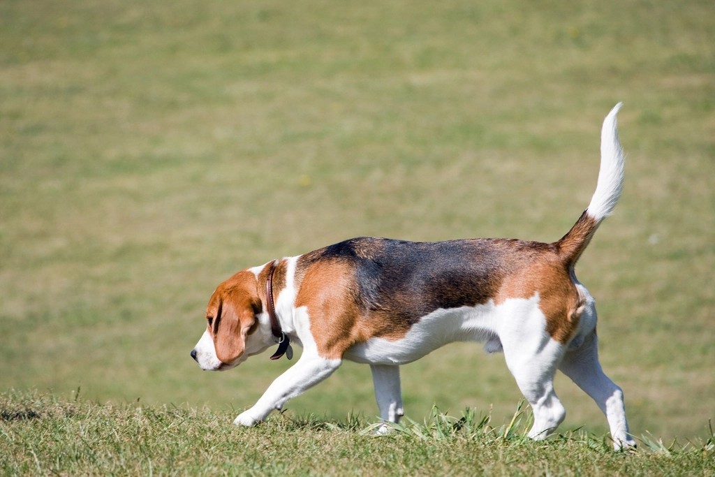 Beagle: The Nose-Driven Detective (image credits: rawpixel)