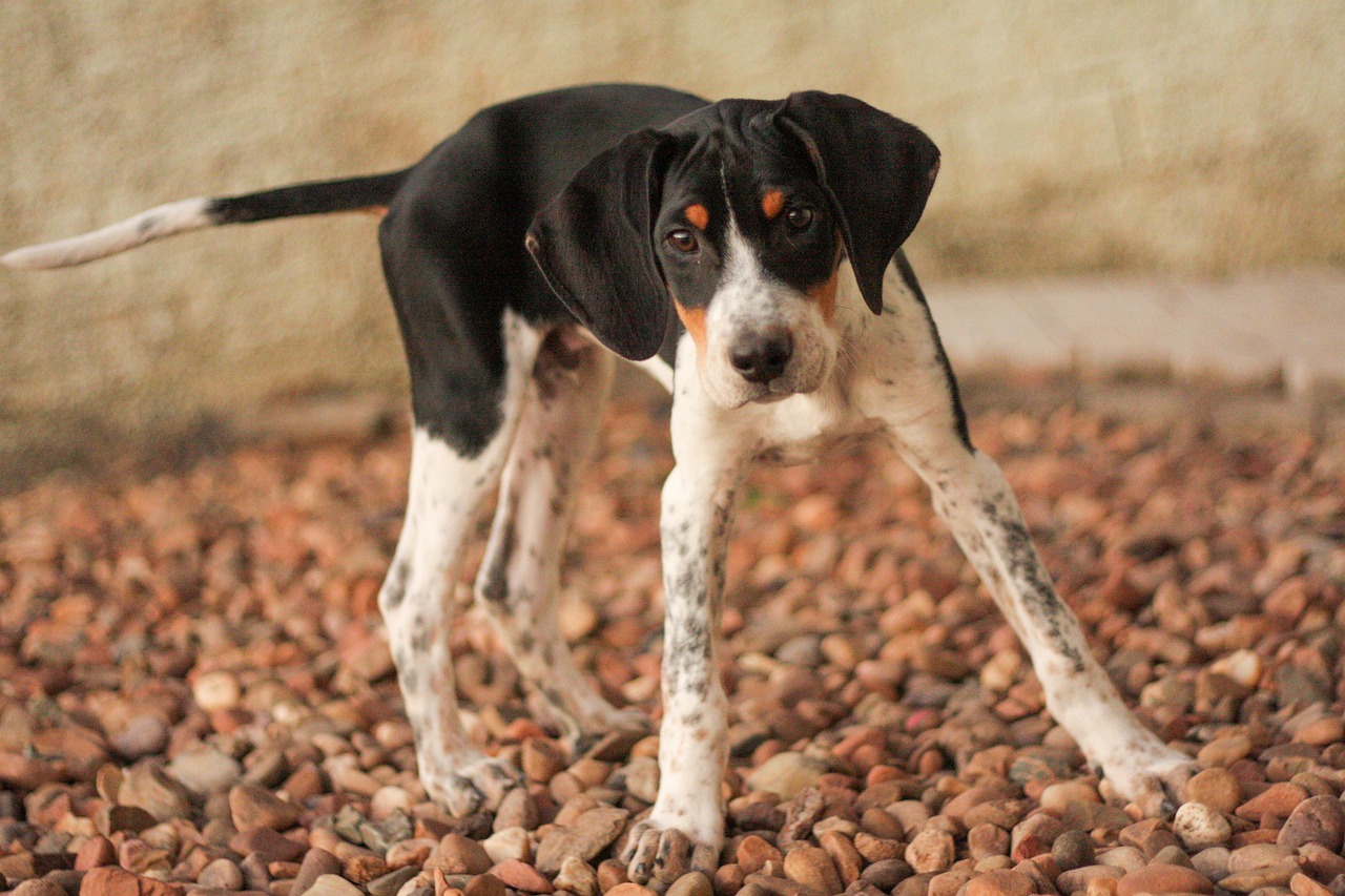 American Foxhound: The Independent Explorer (image credits: pixabay)