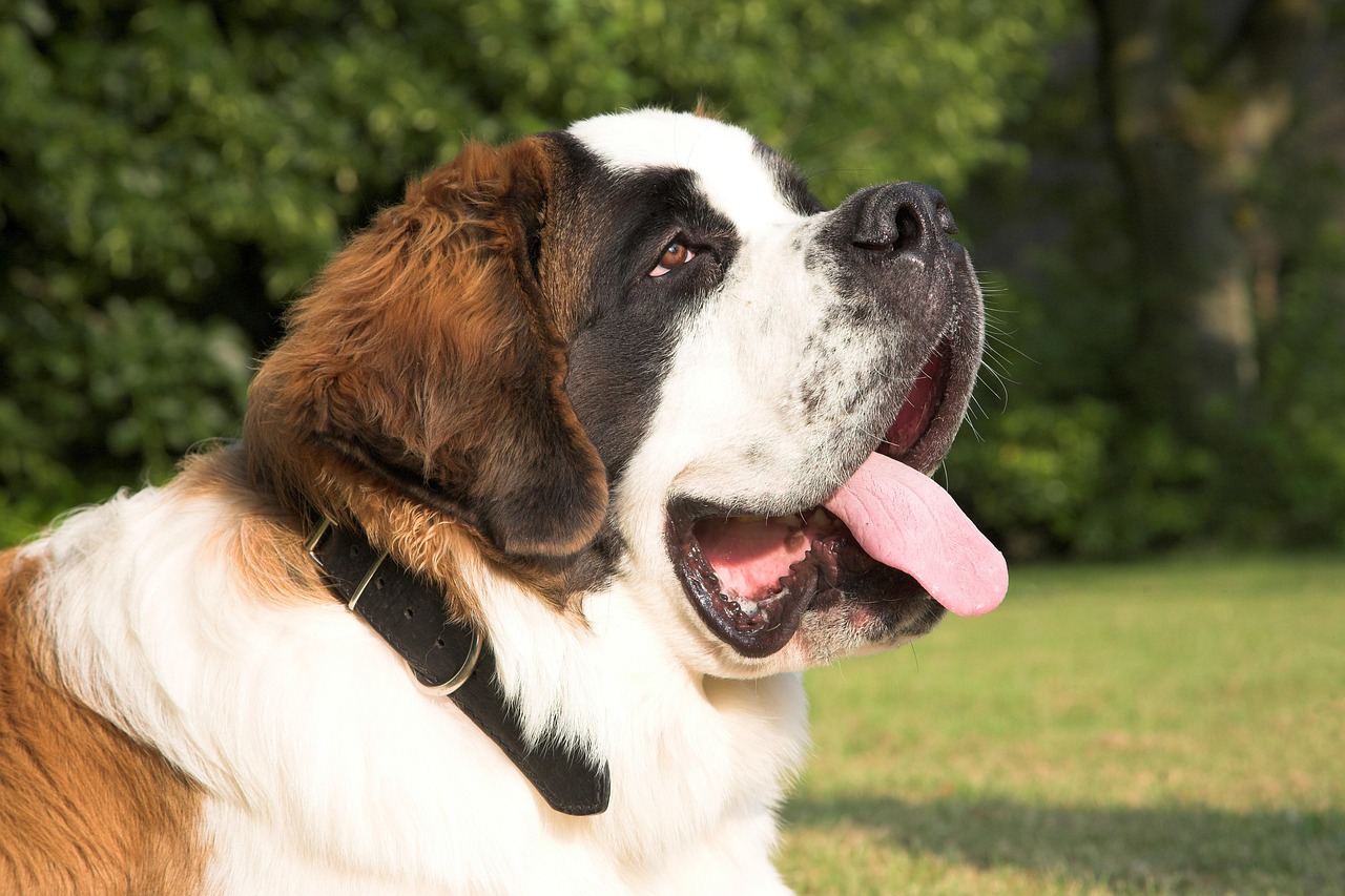 Saint Bernard: The Gentle Giant's Bathroom Blues (image credits: pixabay)
