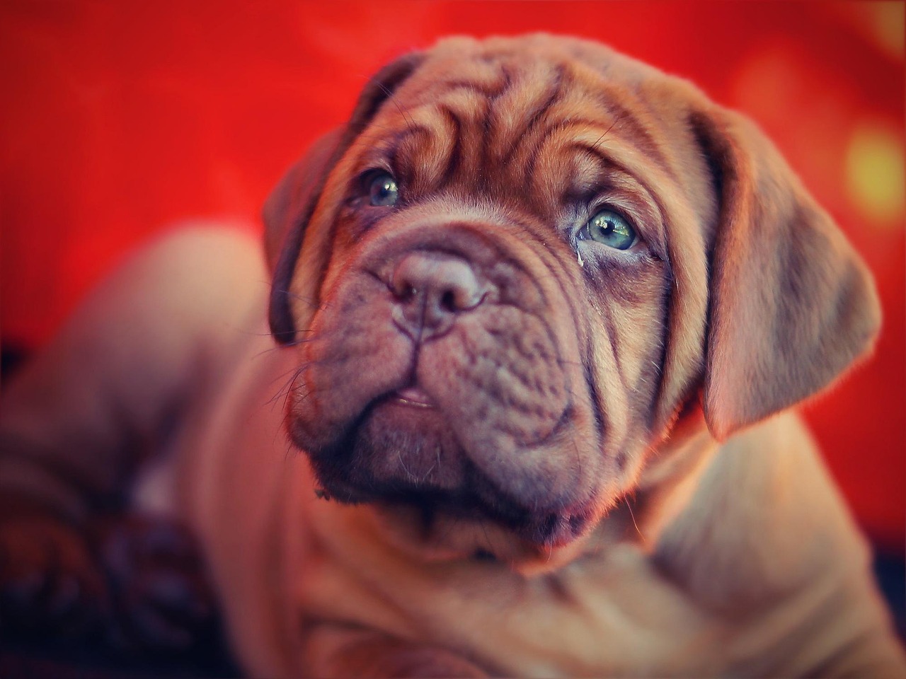 English Mastiff: The Massive Challenge (image credits: pixabay)