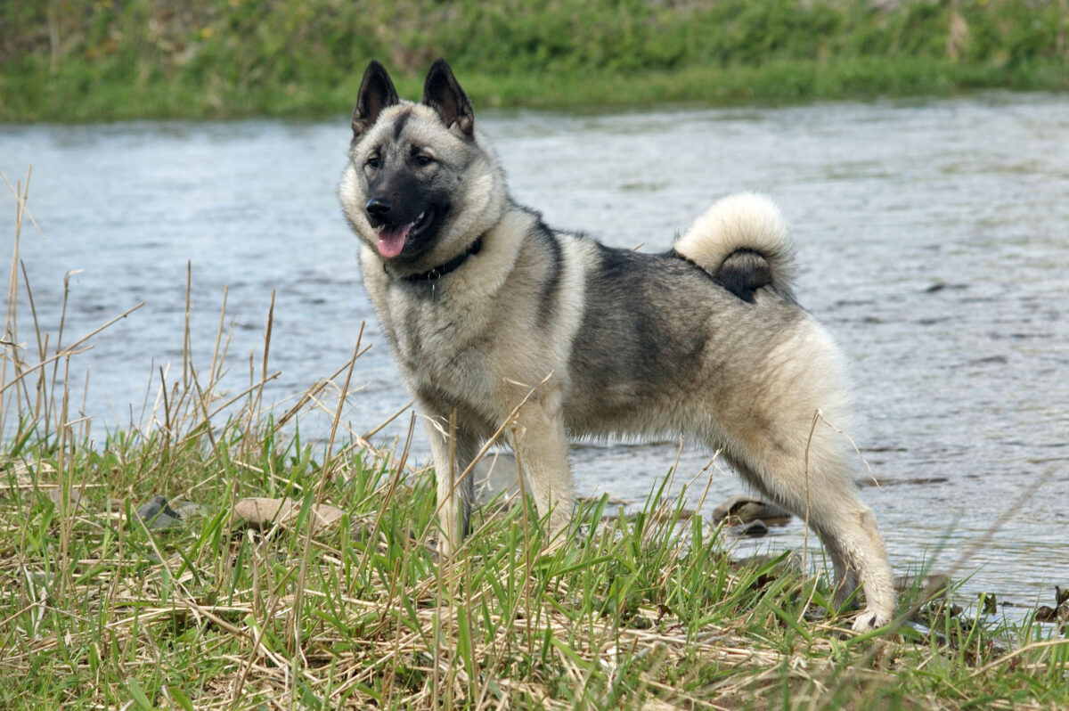 Norwegian Elkhound: The Arctic Independent