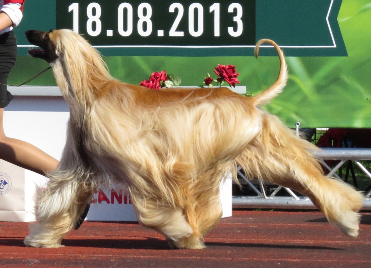 Afghan Hounds: Beautiful but Brutally High-Maintenance (image credits: wikimedia)