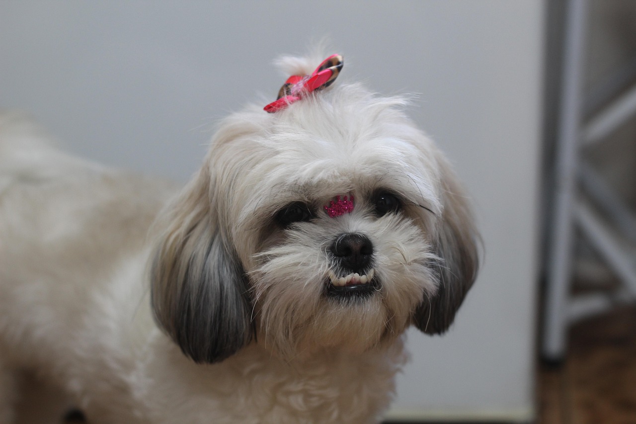 Shih Tzus: The Deceptively Demanding Darlings (image credits: pixabay)