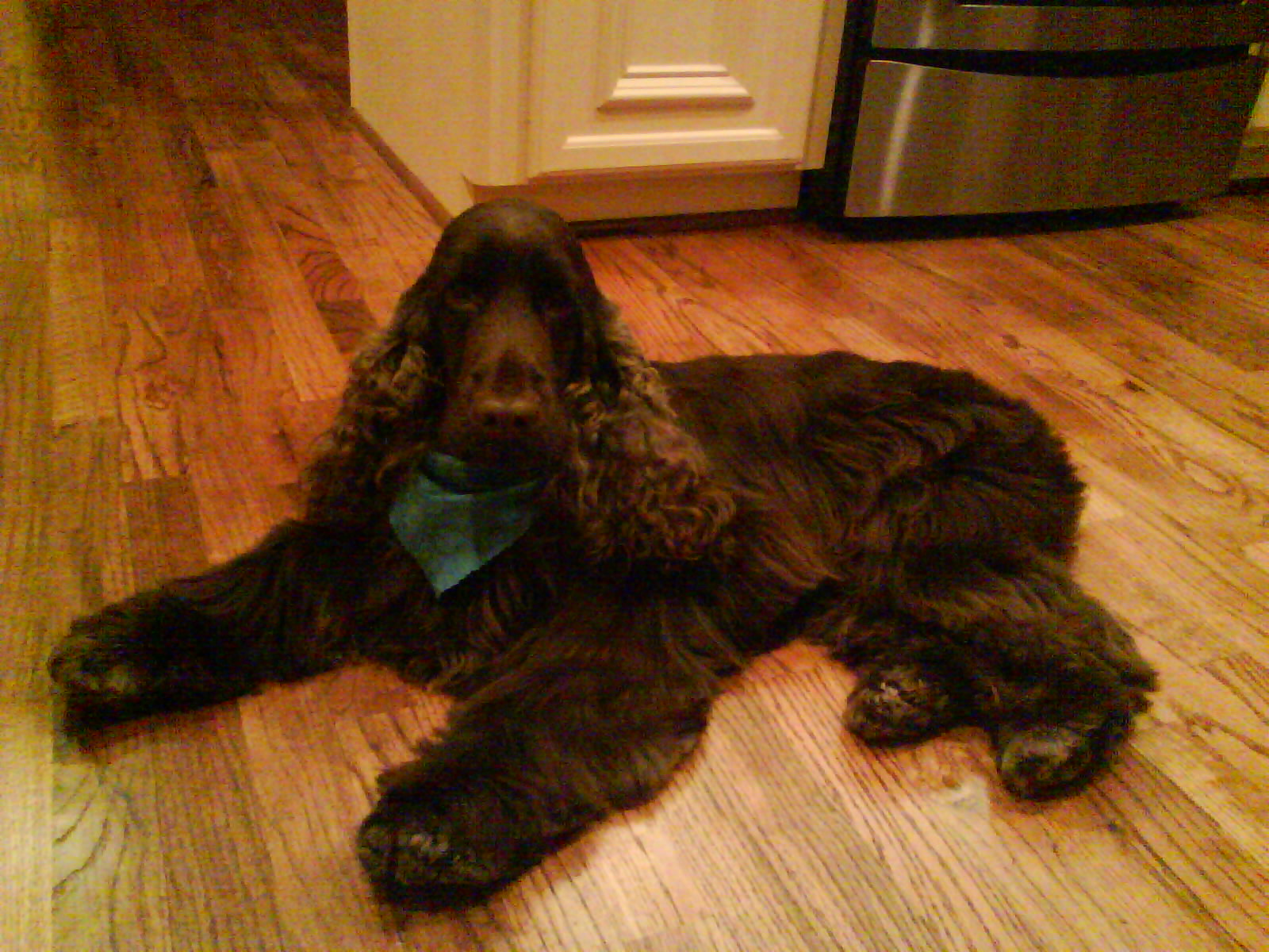 Cocker Spaniels: The Feathered Frustrations (image credits: wikimedia)