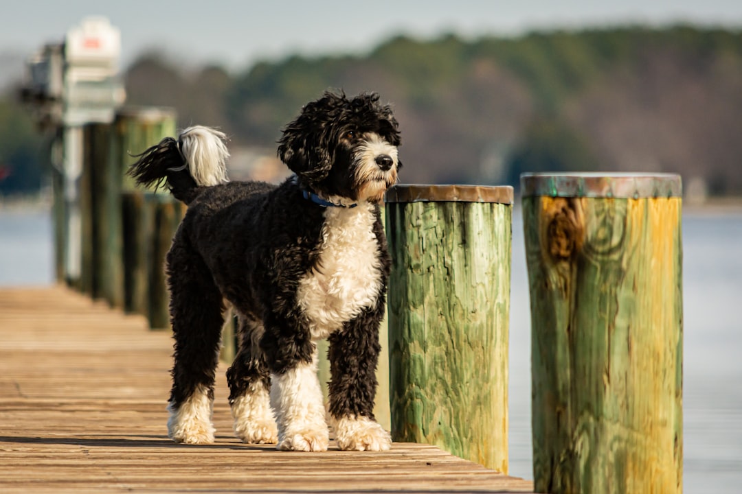 Portuguese Water Dogs: The Presidential Problem (image credits: unsplash)