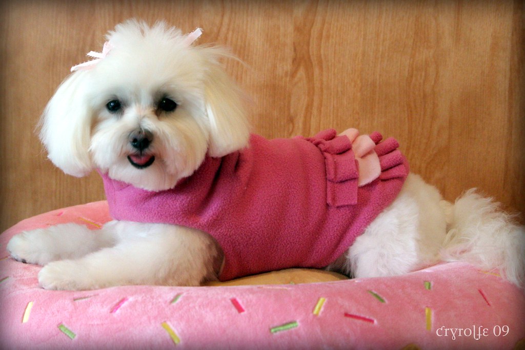 Maltese Dogs: The Delicate Divas (image credits: flickr)