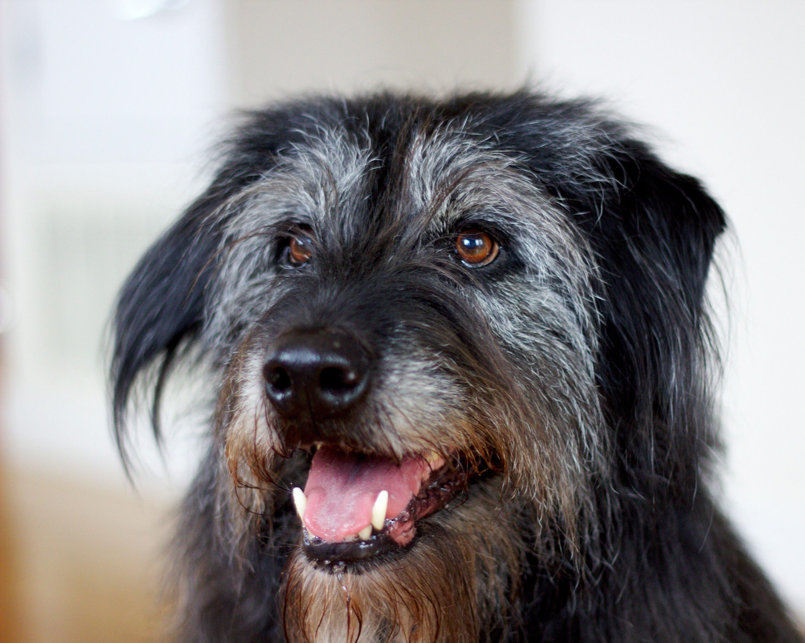 Bearded Collies: The Daily Brush Demons (image credits: wikimedia)