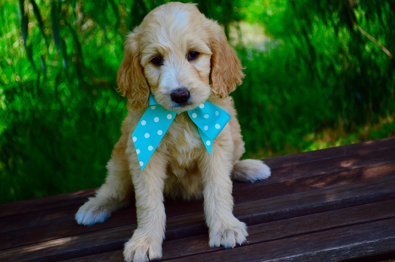 Goldendoodles: The Doodle Dilemma (image credits: pixabay)
