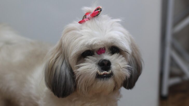 10+ Dog Breeds Groomers Quietly Avoid Owning Themselves