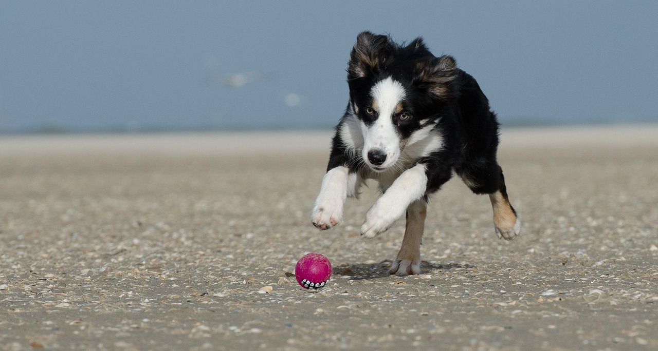 1. Border Collie - The Genius That Never Stops (image credits: pixabay)