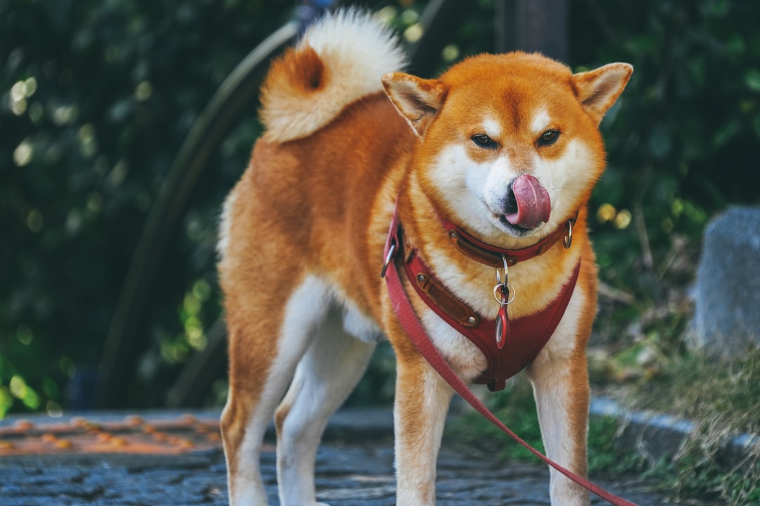 4. Akita - The Independent Powerhouse (image credits: unsplash)