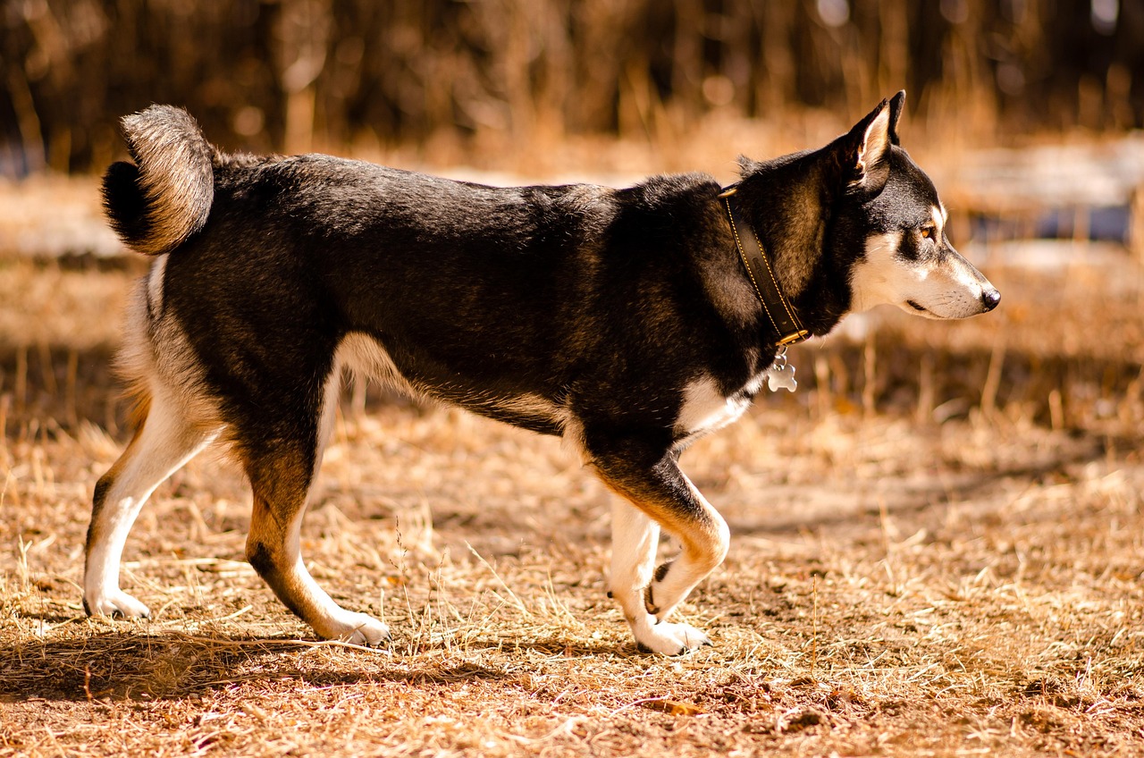 12. Shiba Inu - The Stubborn Samurai (image credits: pixabay)