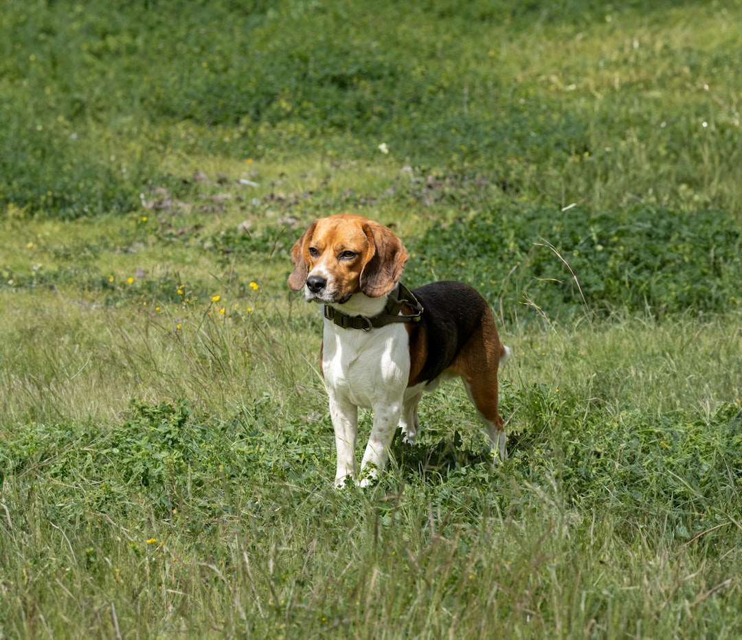 17. Beagle - The Nose That Runs the Show (image credits: unsplash)