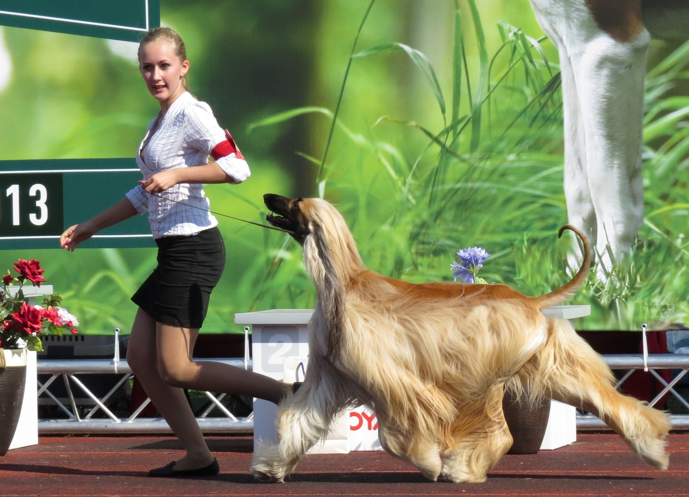 18. Afghan Hound - The Supermodel With Selective Hearing (image credits: wikimedia)