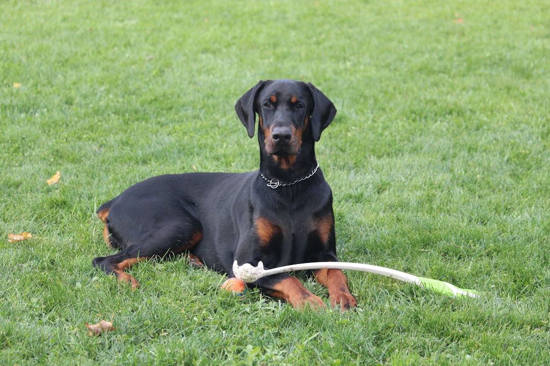 20. Doberman Pinscher - The Velcro Dog With an Attitude (image credits: unsplash)