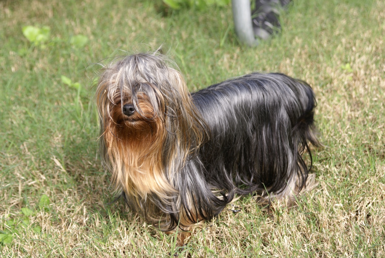 21. Skye Terrier - The Small Dog With Big Opinions (image credits: wikimedia)