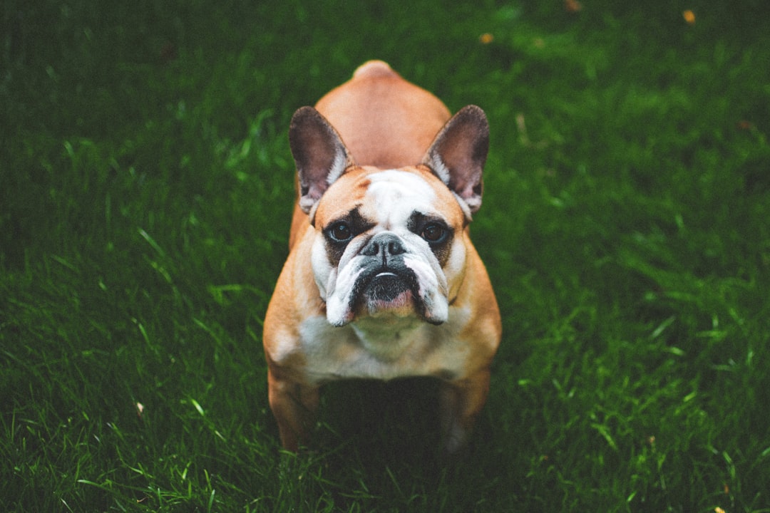 22. Bulldog - The Loveable Health Challenge (image credits: unsplash)