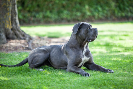 23 Dog Breeds Trainers Say First-Time Owners Regret