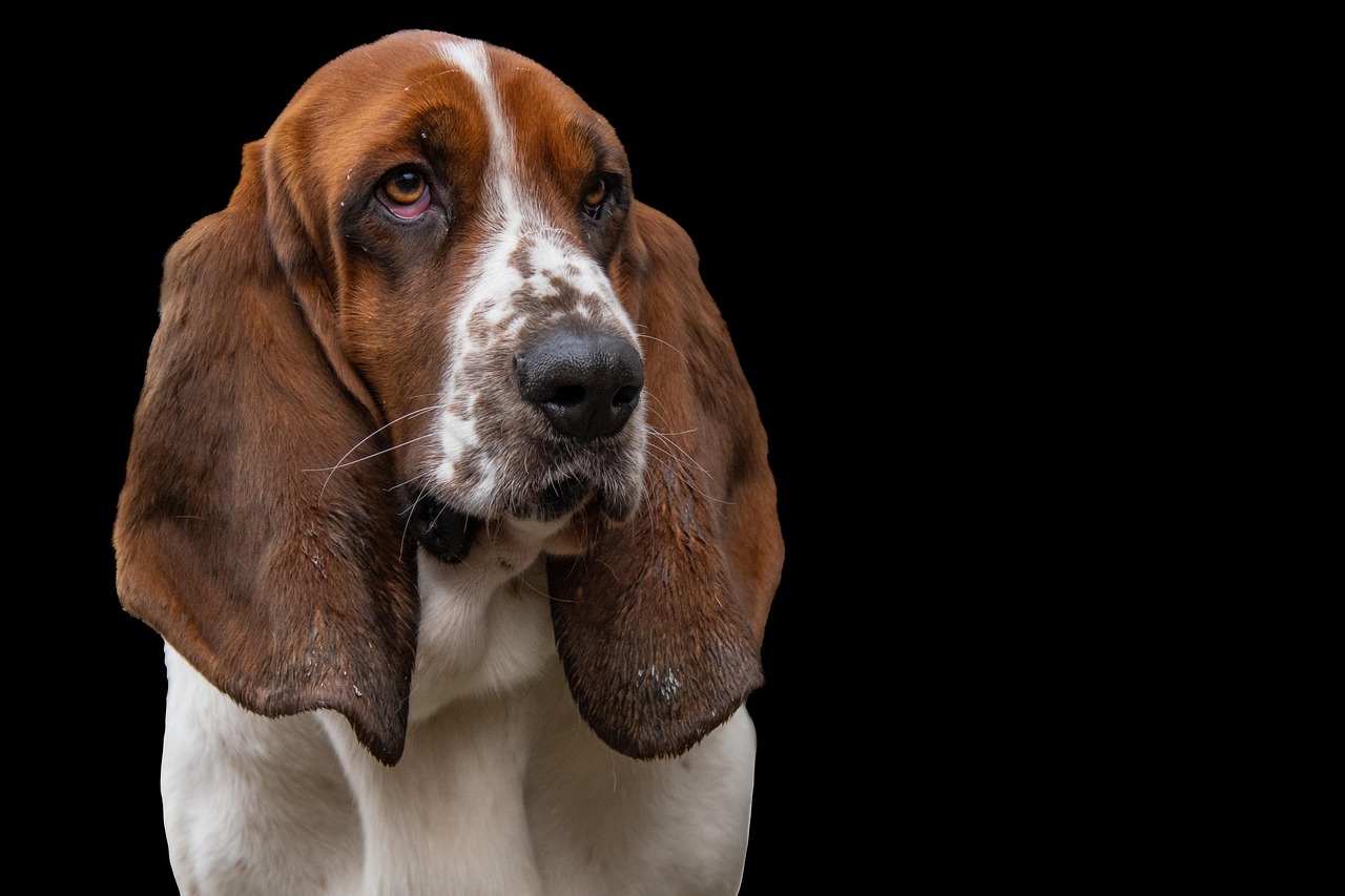Basset Hound - The Professional Napper (image credits: pixabay)