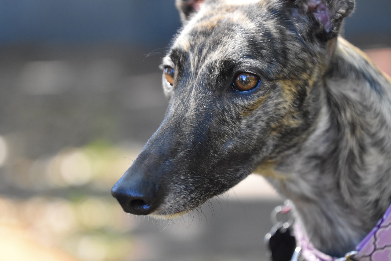 Greyhound - The Surprising Speedster (image credits: pixabay)