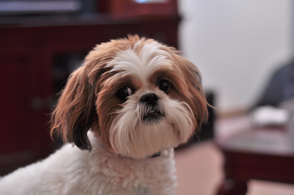 Shih Tzu - The Portable Lap Dog (image credits: flickr)