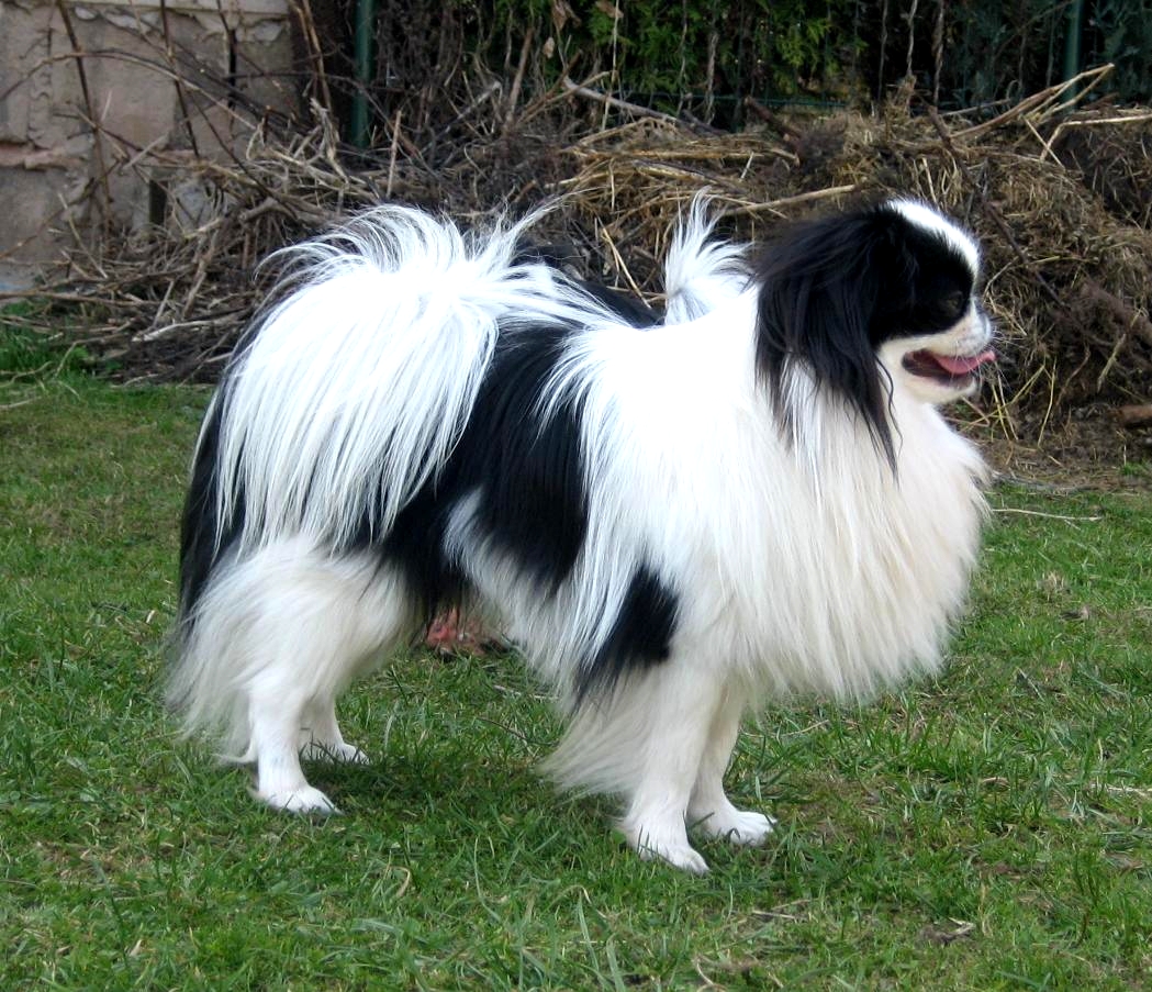 Japanese Chin - The Feline-Like Companion (image credits: wikimedia)