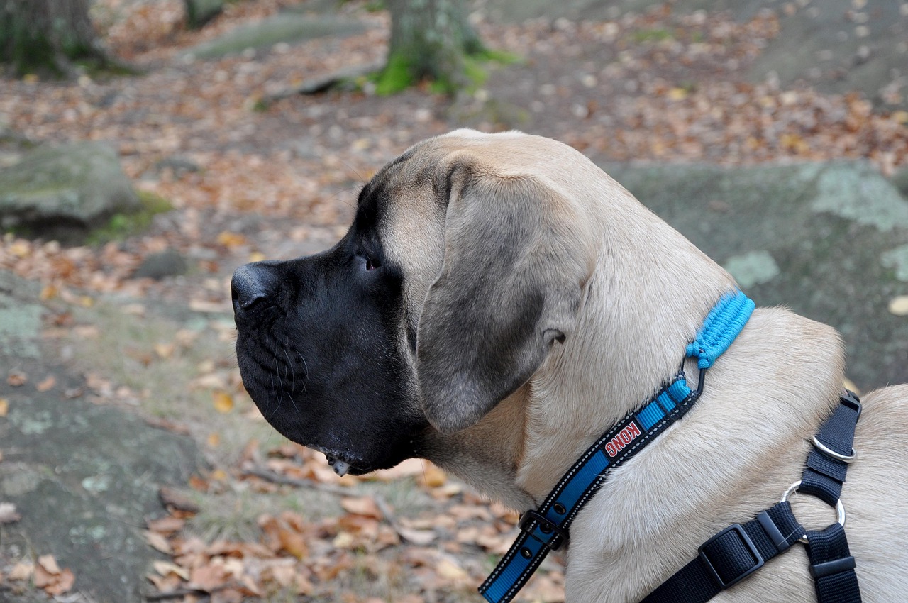 English Mastiff - The Living Rug (image credits: pixabay)