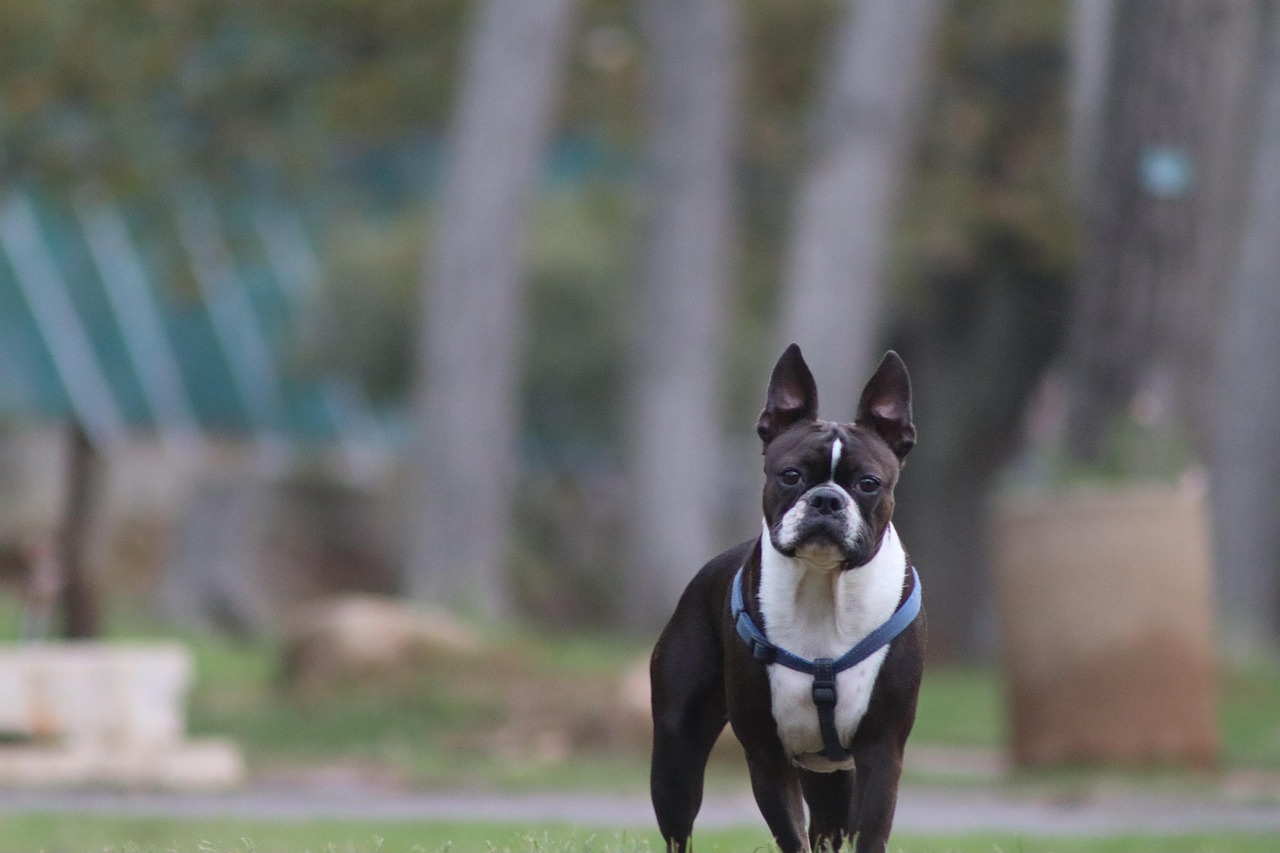 Boston Terrier - The Adaptable Companion (image credits: pixabay)