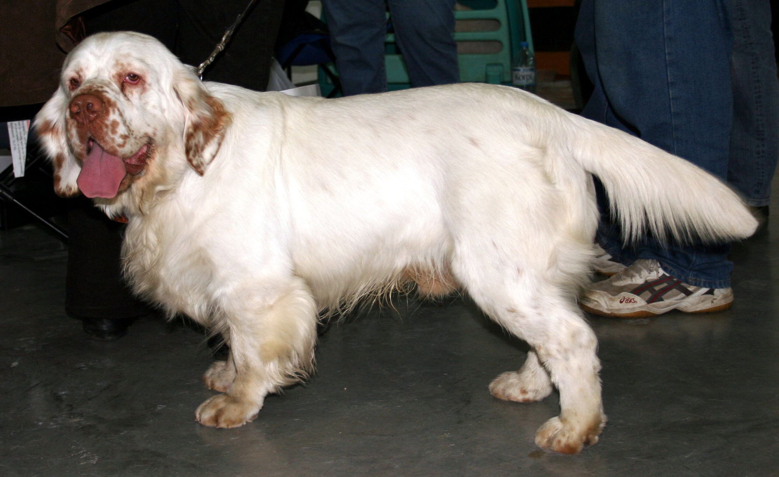 Clumber Spaniel - The Uncommon Lounger (image credits: By Pleple2000, CC BY-SA 3.0, https://commons.wikimedia.org/w/index.php?curid=1391822)