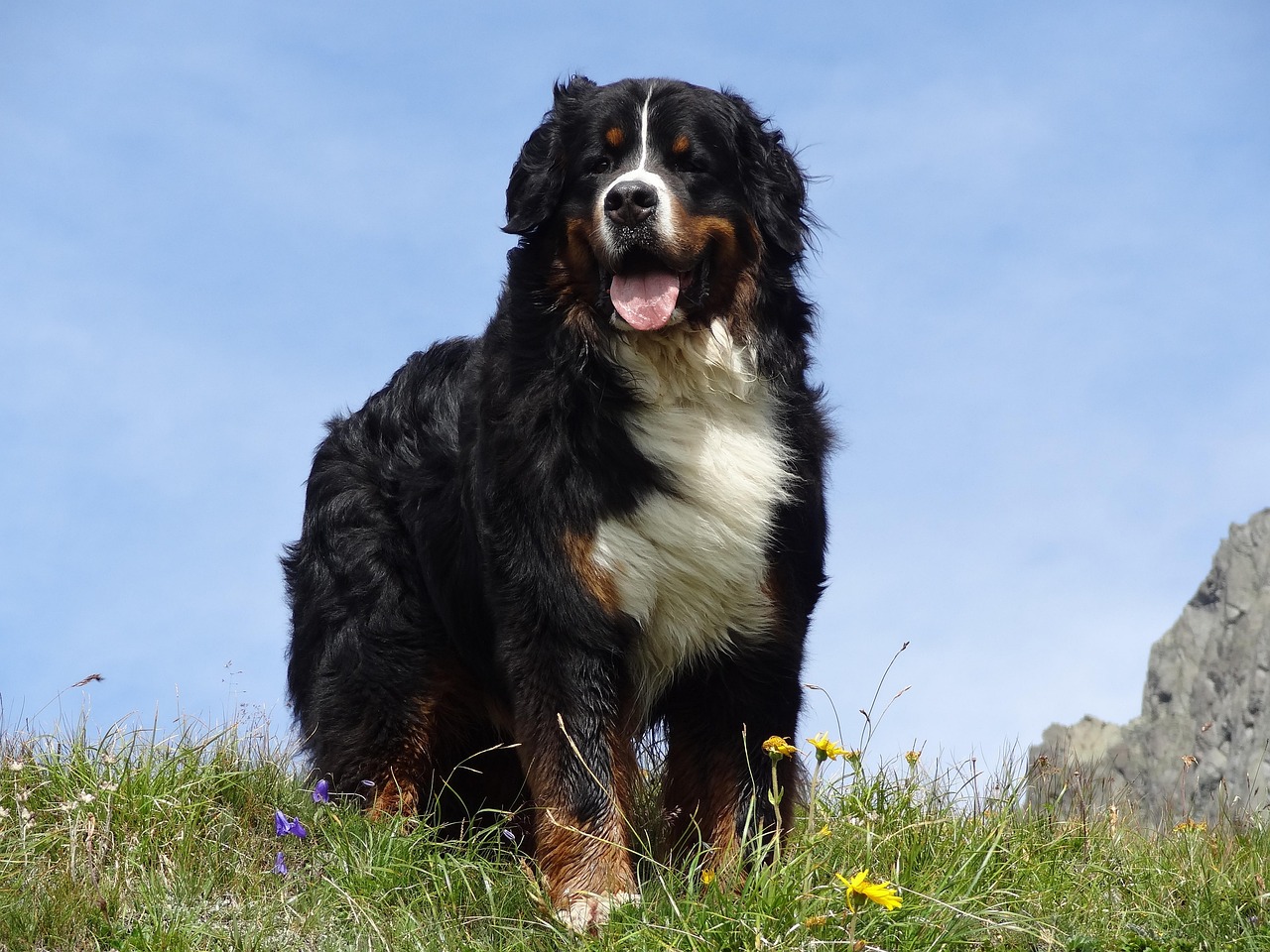 Bernese Mountain Dog - The Swiss Sofa Specialist (image credits: pixabay)